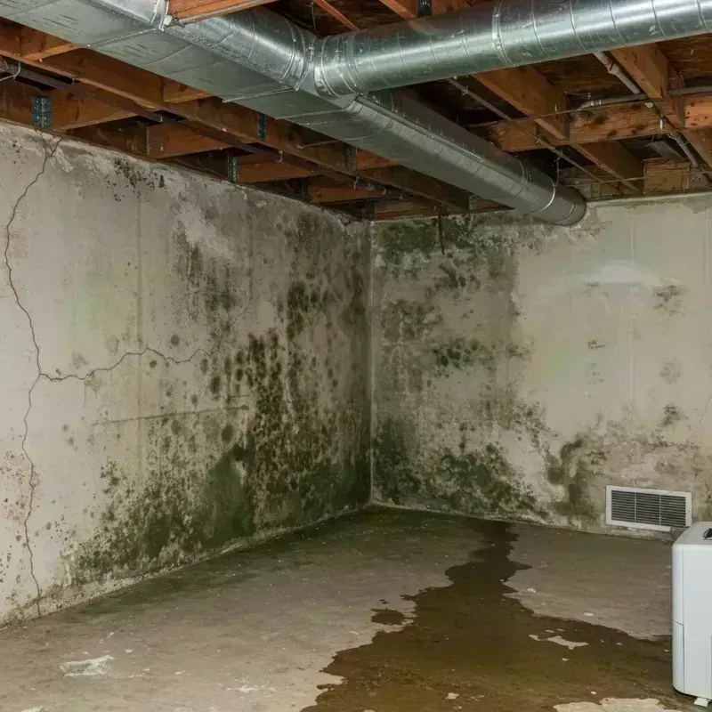 Professional Mold Removal in Northumberland, NH